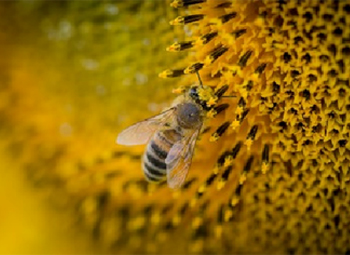 abeille sur un tournseol